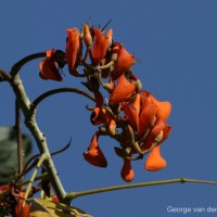 Erythrina fusca Lour.